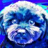 Blue Maltipoo Paint By Number