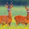 Roe Deers Paint By Number