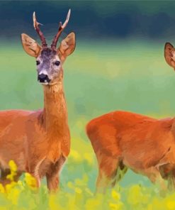 Roe Deers Paint By Number