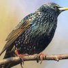 Starling Bird On A Branch Paint By Number