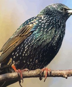 Starling Bird On A Branch Paint By Number