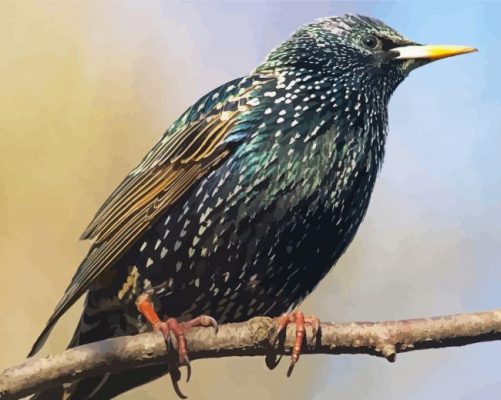 Starling Bird On A Branch Paint By Number