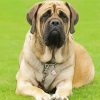 English Mastiff Dog Paint By Numbers