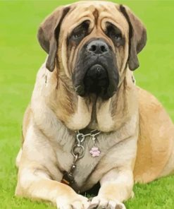 English Mastiff Dog Paint By Numbers