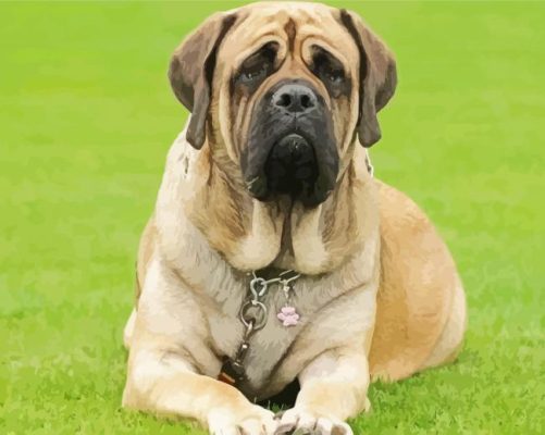 English Mastiff Dog Paint By Numbers