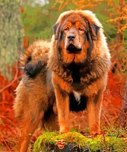 Fluffy English Mastiff Paint By Numbers