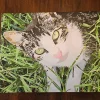 pbtn Custom Pets gall 2