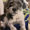 pbtn Custom Pets gall 3